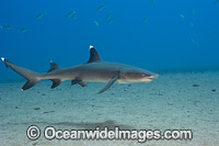 Whitetip Reef Shark (Triaenodon obesus). Also known as Whitetip Shark and Blunthead Shark. Found in shallow waters of the Indo-Pacific, usually around coral reefs. Photo taken off Maui, Hawaii.