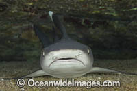 Whitetip Reef Shark (Triaenodon obesus). Photo taken off Hawaii, USA