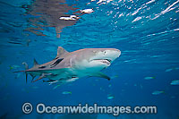 Lemon Shark (Negaprion brevirostris). Found in the tropical western Atlantic from New Jersey to southern Brazil, and in the north eastern Atlantic off west Africa. Photo taken in Bahamas, Atlantic Ocean.