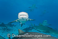 Lemon Shark (Negaprion brevirostris). Found in the tropical western Atlantic from New Jersey to southern Brazil, and in the north eastern Atlantic off west Africa. Photo taken in Bahamas, Atlantic Ocean.