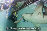 A woman and her son hand feed a Lemon Shark (Negaprion brevirostris), through a hole in plexiglass at the Sea Aquarium on the island of Curacao in the Caribbean.