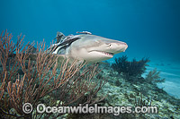 Lemon shark (Negaprion brevirostris), with Remoras. Found in the tropical western Atlantic from New Jersey to southern Brazil, and in the north eastern Atlantic off west Africa. Photo taken at West End, Grand Bahamas, Atlantic Ocean.