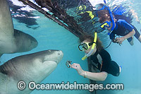 A woman and her son hand feed a Lemon Shark (Negaprion brevirostris), through a hole in plexiglass at the Sea Aquarium on the island of Curacao in the Caribbean.