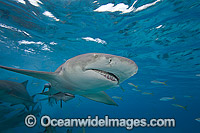 Lemon shark (Negaprion brevirostris), with Remoras. Found in the tropical western Atlantic from New Jersey to southern Brazil, and in the north eastern Atlantic off west Africa. Photo taken at West End, Grand Bahamas, Atlantic Ocean.