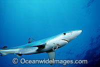 Blue Shark (Prionace glauca) with a fishing hook protruding through lower jaw. Also known as Blue Whaler and Great Blue Shark. This oceanic Shark is found in tropical and temperate seas worldwide.