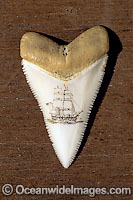 This scrimshaw carving on a Great White Shark tooth (Carcharodon carcharias) was for sale in South Australia, Australia. Great White Sharks are protected and listed as Vulnerable Species on the IUCN Red List.