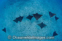 White-spotted Eagle Rays (Aetobatus narinari). Also known as Bonnet Skate, Duckbill Ray and Spotted Eagle Ray. Found in tropical seas throughout the world. Photo taken off Mahi, Hawaii.