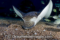White-spotted Eagle Ray (Aetobatus narinari). Also known as Bonnet Skate, Duckbill Ray and Spotted Eagle Ray. Found in tropical seas throughout the world. Photo taken off Mahi, Hawaii.