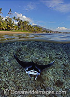 Under over water picture of Giant Oceanic Manta Ray (Manta birostris) coral reef and tropical island. Maui, Hawaii. Also known as Devilfish, Manta's are found in tropical waters throughout the world, mostly around coral reefs.