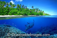 Under over water picture of Giant Oceanic Manta Ray (Manta birostris) coral reef and tropical island. Micronesia. This is a composite image, comprising of 2 or more images digitally merged together.
