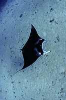 Giant Oceanic Manta Ray (Manta birostris). Also known as Devilfish. Found in tropical waters throughout the world, mostly around coral reefs. Photo taken off Hawaii.