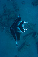 Giant Oceanic Manta Ray (Manta birostris) over an artificial (tire) reef off Maui, Hawaii. Also known as Devilfish, Manta's are found in tropical waters throughout the world, mostly around coral reefs.