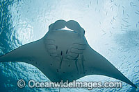 Giant Oceanic Manta Ray (Manta birostris). Also known as Devilfish. Found in tropical waters throughout the world, mostly around coral reefs. Photo taken in Palau, Micronesia.