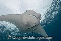 Giant Oceanic Manta Ray (Manta birostris). Also known as Devilfish. Found in tropical waters throughout the world, mostly around coral reefs. Photo taken in Palau, Micronesia.