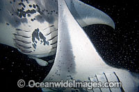 Giant Oceanic Manta Ray (Manta birostris). Two Giant Oceanic Manta Rays intersect as they feed on plankton at night off the Kona coast, Hawaii. Manta's are found in tropical waters throughout the world, mostly around coral reefs.