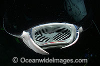 Giant Oceanic Manta Ray (Manta birostris) feeding on plankton at night off the Kona coast, Hawaii. Manta's are found in tropical waters throughout the world, mostly around coral reefs.