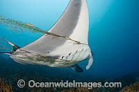 Giant Oceanic Manta Ray (Manta birostris) entangled in, and towing, a fishermans net. Photo taken at Yap, Micronesia. Manta's are found in tropical waters throughout the world, mostly around coral reefs.