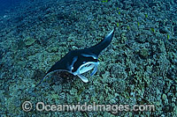 Giant Oceanic Manta Ray (Manta birostris). Also known as Devilfish. Found in tropical waters throughout the world, mostly around coral reefs. Photo taken off Hawaii.