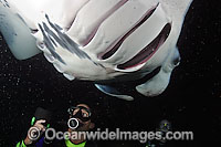 The Divers (MR) underwater lights attract planktonic food to an area where Giant Oceanic Manta Rays (Manta birostris) frequently feed at night. The Big Island, Hawaii, USA