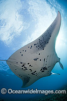 Reef Manta Ray (Manta alfredi). Also known as Devilfish and Devilray. Found throughout the Indo-Pacific in tropical and subtropical waters, but also recorded in the tropical east Atlantic. Photo taken off Hawaii, Pacific Ocean.