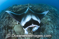 Reef Manta Ray (Manta alfredi). Also known as Devilfish and Devilray. Found throughout the Indo-Pacific in tropical and subtropical waters, but also recorded in the tropical east Atlantic. Photo taken at Fijian Islands.