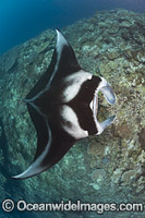 Reef Manta Ray (Manta alfredi). Also known as Devilfish and Devilray. Found throughout the Indo-Pacific in tropical and subtropical waters, but also recorded in the tropical east Atlantic. Photo taken at Fijian Islands.
