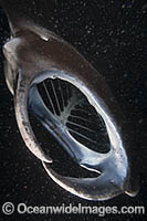 Reef Manta Ray (Manta alfredi), with mouth open and feeding on planktonic at night off the Big Island, Hawaii, USA.