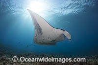 Reef Manta Ray (Manta alfredi). Also known as Devilfish and Devilray. Found throughout the Indo-Pacific in tropical and subtropical waters, but also recorded in the tropical east Atlantic. West Maui, Hawaii, USA.