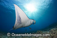 Reef Manta Ray (Manta alfredi). Also known as Devilfish and Devilray. Found throughout the Indo-Pacific in tropical and subtropical waters, but also recorded in the tropical east Atlantic. West Maui, Hawaii, USA.