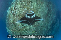 Reef Manta Ray (Manta alfredi). Also known as Devilfish and Devilray. Found throughout the Indo-Pacific in tropical and subtropical waters, but also recorded in the tropical east Atlantic.