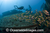 Diver exploring the wreck of the Mahi off the western coast of the island of Oahu, Hawaii, USA.