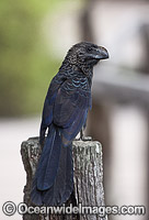 Smooth-billed Ani (Crotophaga ani). These birds were brought to Santa Cruz Island, Galapagos, from mainland Ecuador by farmers to alleviate tick problems on their cattle.