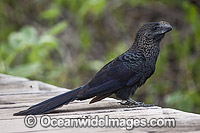 Smooth-billed Ani (Crotophaga ani). These birds were brought to Santa Cruz Island, Galapagos, from mainland Ecuador by farmers to alleviate tick problems on their cattle.
