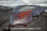 This new Pahoehoe lava flowing from Kilauea Volcano is covering an older Pahoehoe flow near Kalapana, Big Island, Hawaii.