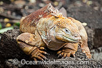 Galapagos Land Iguana (Conolophus subcristatus). Endemic to the Galpagos Islands. Photo taken on the island of Santa Cruz. It can also be found on Fernandina, Isabela,  North Seymour, Baltra, and South Plaza.