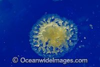 Coral reproduction. Great Barrier Reef, Queensland, Australia.