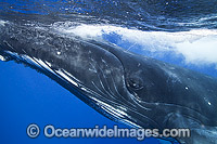 Humpback Whale (Megaptera novaeangliae), underwater showing close look at eye. Found throughout the world's oceans in both tropical and polar areas, depending on the season. Tonga. Classified as Vulnerable on the 2000 IUCN Red List.