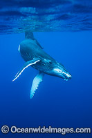 Humpback Whale (Megaptera novaeangliae), underwater. Found throughout the world's oceans in both tropical and polar areas, depending on the season. Photo taken in Tonga. Classified as Vulnerable on the 2000 IUCN Red List.