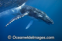 Humpback Whale (Megaptera novaeangliae), calf. Photo taken in Ha'apai, Kingdom of Tonga. Classified as Vulnerable on the 2000 IUCN Red List.
