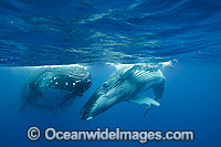 Humpback Whale (Megaptera novaeangliae), mother and calf. Photo taken in Ha'apai, Kingdom of Tonga. Classified as Vulnerable on the 2000 IUCN Red List.