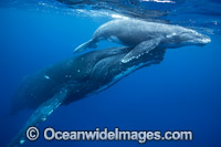 Humpback Whale (Megaptera novaeangliae) - mother with calf underwater. Found throughout the world's oceans in both tropical and polar areas, depending on the season. Photo taken in Tonga. Classified as Vulnerable on the 2000 IUCN Red List.