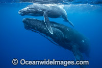 Humpback Whale (Megaptera novaeangliae) - mother with calf underwater. Found throughout the world's oceans in both tropical and polar areas, depending on the season. Photo taken in Tonga. Classified as Vulnerable on the 2000 IUCN Red List.