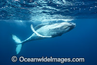 Humpback Whale (Megaptera novaeangliae) - underwater. Found throughout the world's oceans in both tropical and polar areas, depending on the season. Photo taken in Tonga. Classified as Vulnerable on the 2000 IUCN Red List.