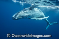 Humpback Whale (Megaptera novaeangliae) - underwater. Found throughout the world's oceans in both tropical and polar areas, depending on the season. Photo taken in Tonga. Classified as Vulnerable on the 2000 IUCN Red List.