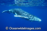 Humpback Whale (Megaptera novaeangliae) - calf underwater. Found throughout the world's oceans in both tropical and polar areas, depending on the season. Photo taken in Tonga. Classified as Vulnerable on the 2000 IUCN Red List.