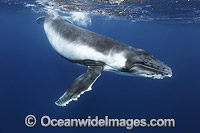 Humpback Whale (Megaptera novaeangliae), calf. Found throughout the world's oceans in both tropical and polar areas, depending on the season. Photo taken in Tonga. Classified as Vulnerable on the 2000 IUCN Red List.