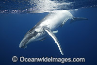 Humpback Whale (Megaptera novaeangliae), calf. Found throughout the world's oceans in both tropical and polar areas, depending on the season. Photo taken in Tonga. Classified as Vulnerable on the 2000 IUCN Red List.