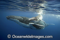 Humpback Whale (Megaptera novaeangliae), mother with calf. Found throughout the world's oceans in both tropical and polar areas, depending on the season. Photo taken in Tonga. Classified as Vulnerable on the 2000 IUCN Red List.