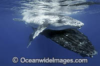 Humpback Whale (Megaptera novaeangliae), mother with calf. Found seasonally throughout the world's oceans in both tropical and polar areas. Photo taken in Tonga. Classified as Vulnerable on the 2000 IUCN Red List.