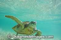 Green Sea Turtle (Chelonia mydas). Photo taken at Lord Howe Island, New South Wales, Australia. Listed on the IUCN Red list as Endangered species.